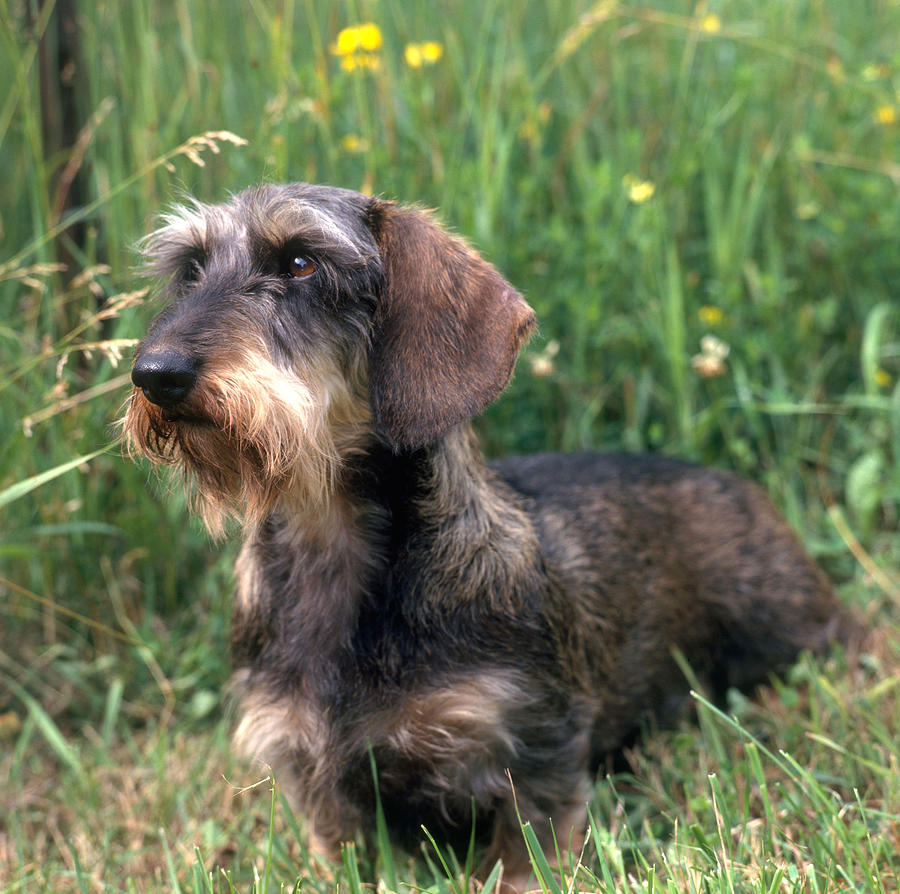 Wirehaired Dachshund Photograph by Jeanne White