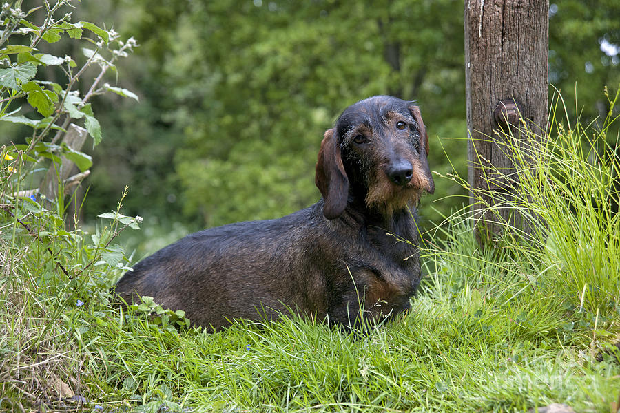Wire-haired Dachshund Photograph by John Daniels