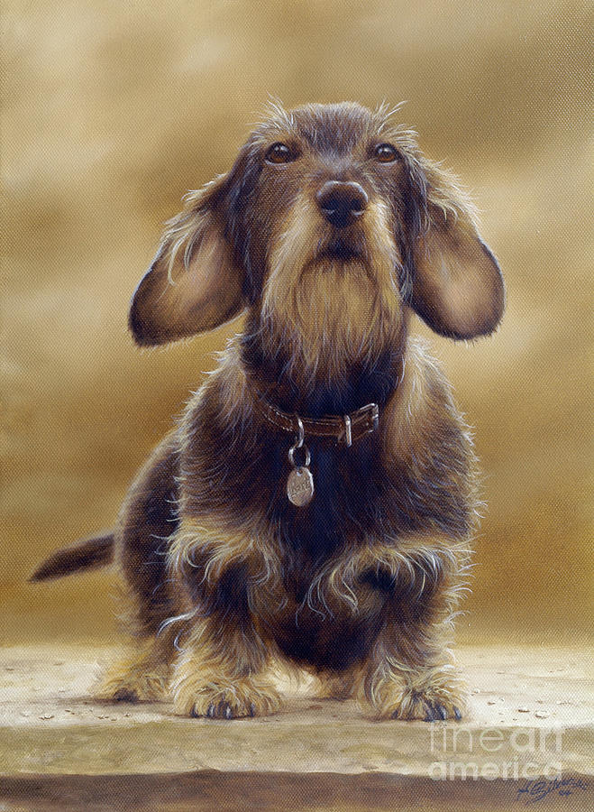 Weimaraner Painting - Wire Haired Dachshund by John Silver