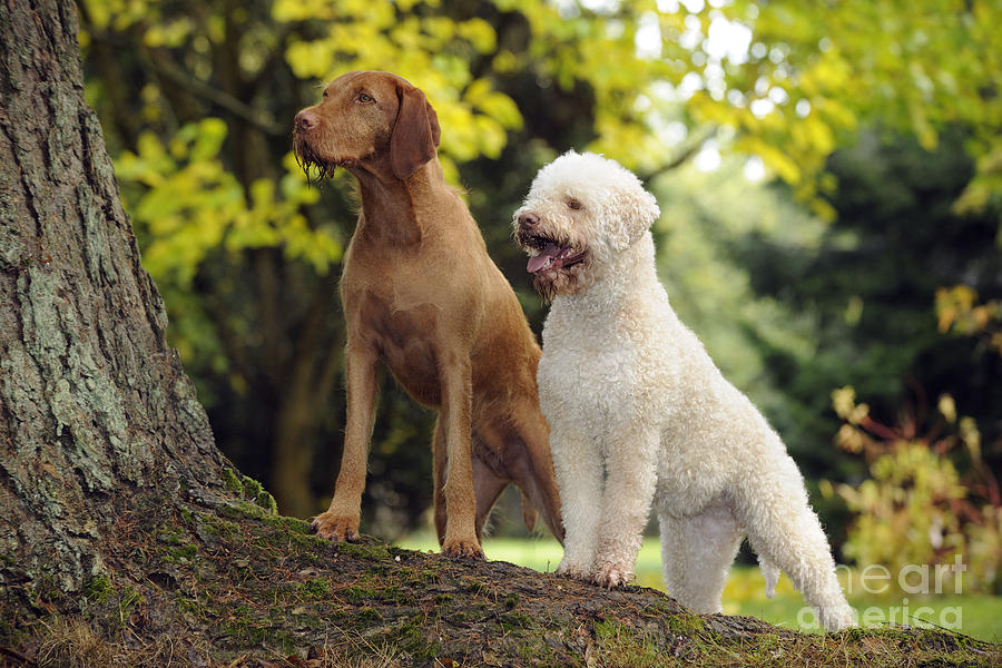 Dog Photograph - Wire-haired Vizsla And Lagotto Romagnolo by John Daniels