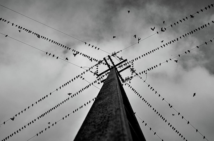 Black And White Photograph - Wired by Rui Caria