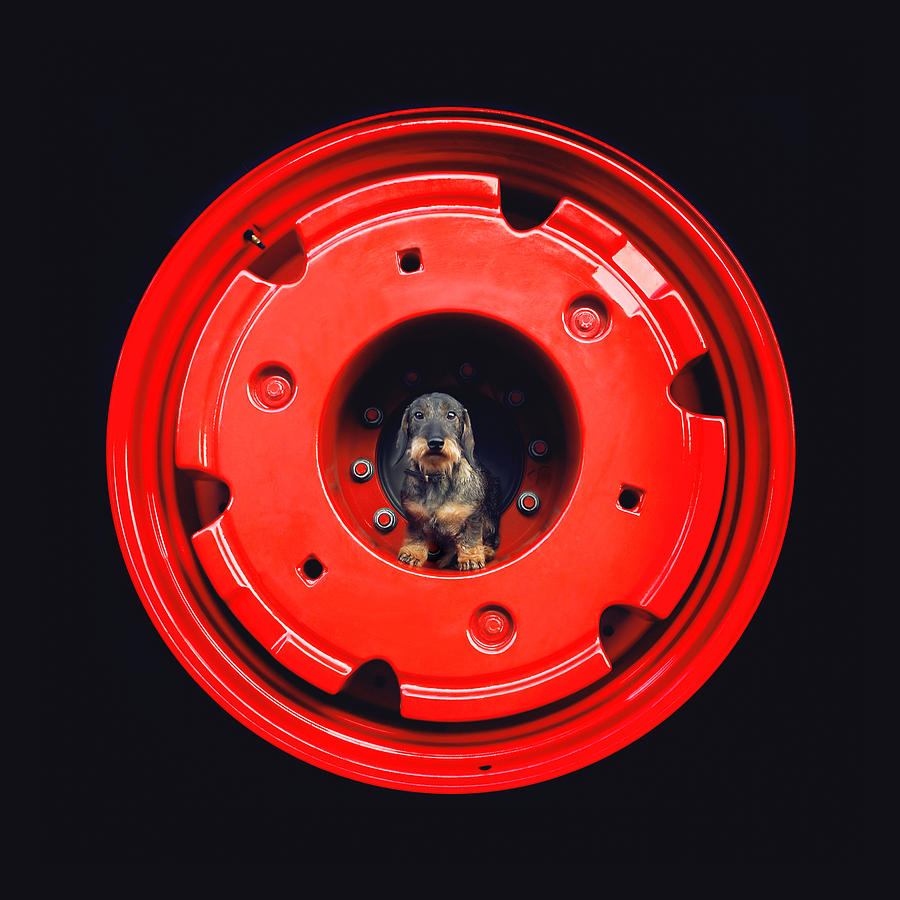 Transportation Photograph - Wirehaired Dachshund Dog Sitting On A Wheel Tractor by Anastasiia Kononenko