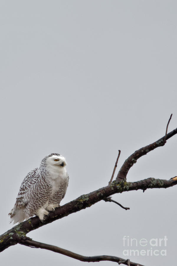 Wisconsin Snowy Owl Photograph by Natural Focal Point Photography