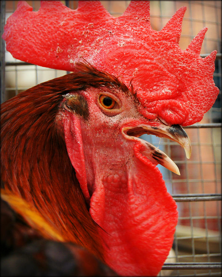 Wisconsin State Fair Rooster Photograph by Carol Toepke Fine Art America