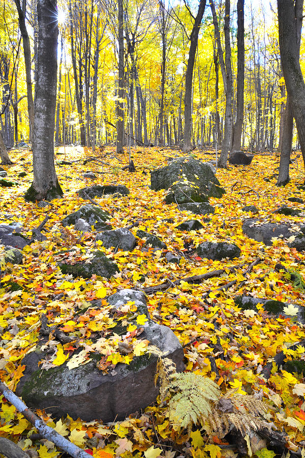 Wisconsin Sugar Maple Carpet Photograph by Ray Mathis