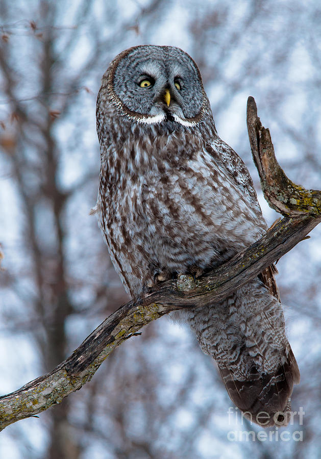 Owl Photograph - Wisdom by Cheryl Baxter