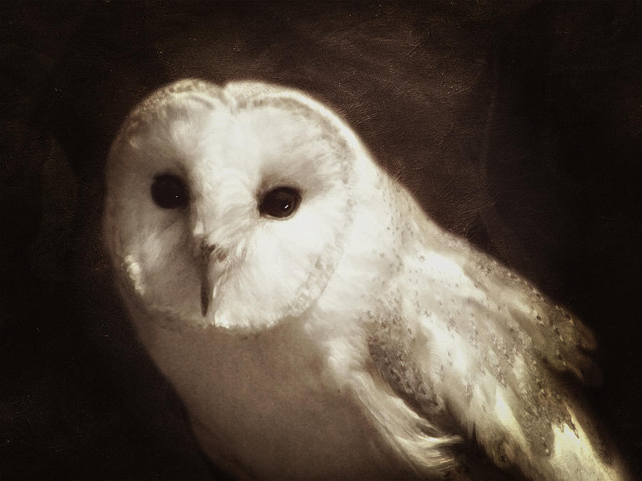 Nature Photograph - Wisdom Of An Owl by Georgiana Romanovna