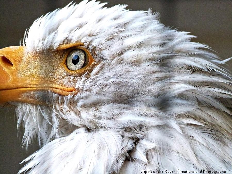 Bald Eagle Photograph - Wisdom of the Eagle by Dawna Raven Sky