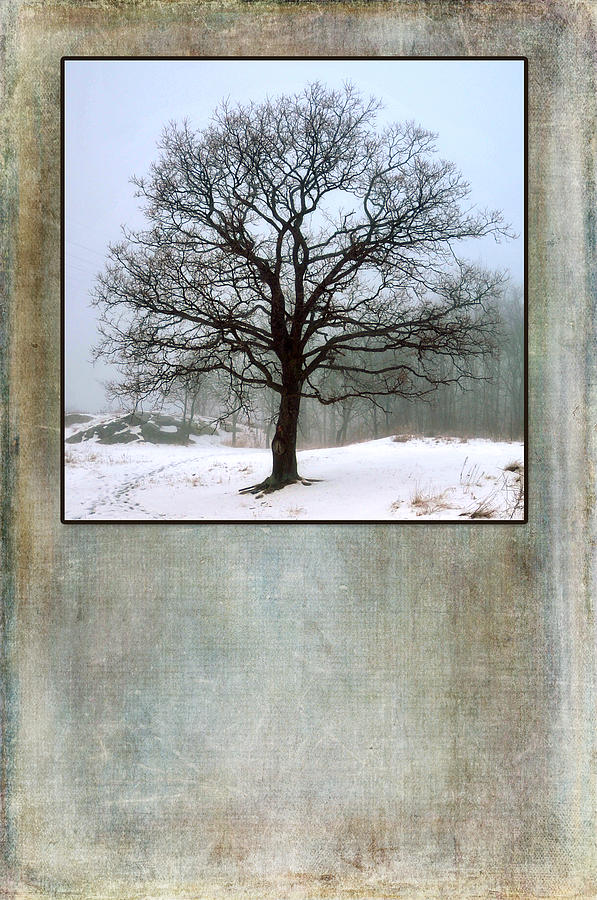 Nature Photograph - Wisdom Tree by Randi Grace Nilsberg