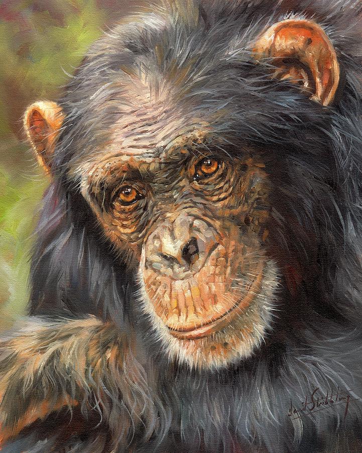 Wildlife Painting - Wise Eyes by David Stribbling
