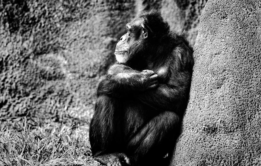 old chimpanzee