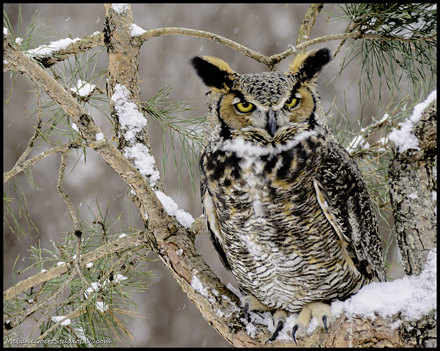 Wise Old Great Horned Owl Photograph