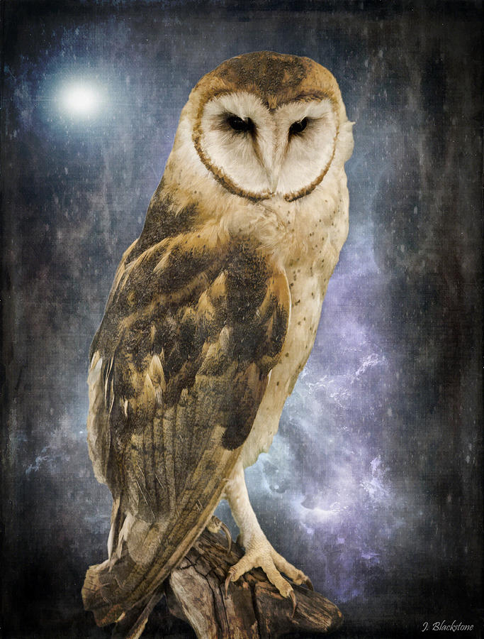 Owl Photograph - Wise Old Owl - Image Art by Jordan Blackstone by Jordan Blackstone