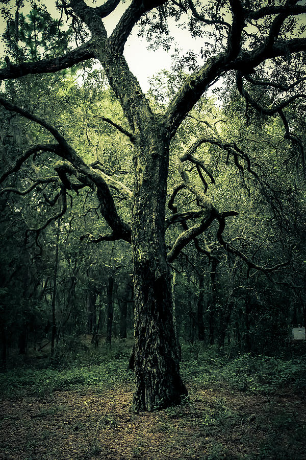 Tree Photograph - Wise Old Tree by Robin Lewis