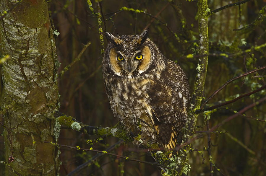 Owl Photograph - Wise One  by Rob Mclean 