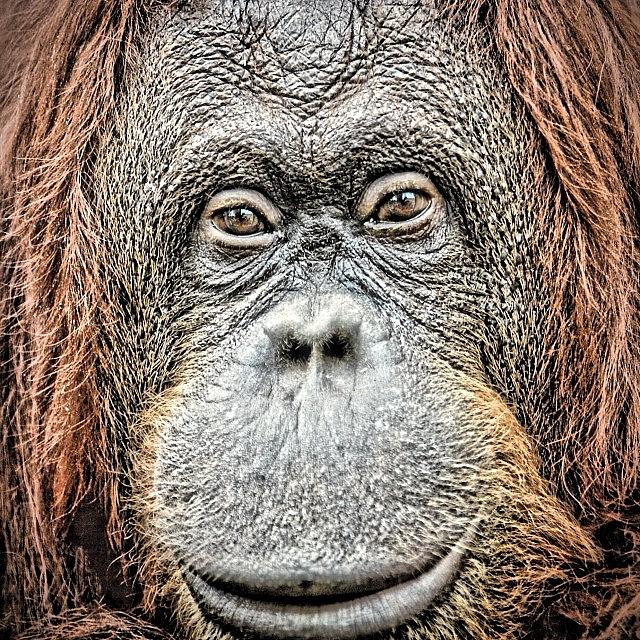 Eyes Photograph - Wise #orangutan#vienna Zoo#eyes#wise by Gia Marie Houck