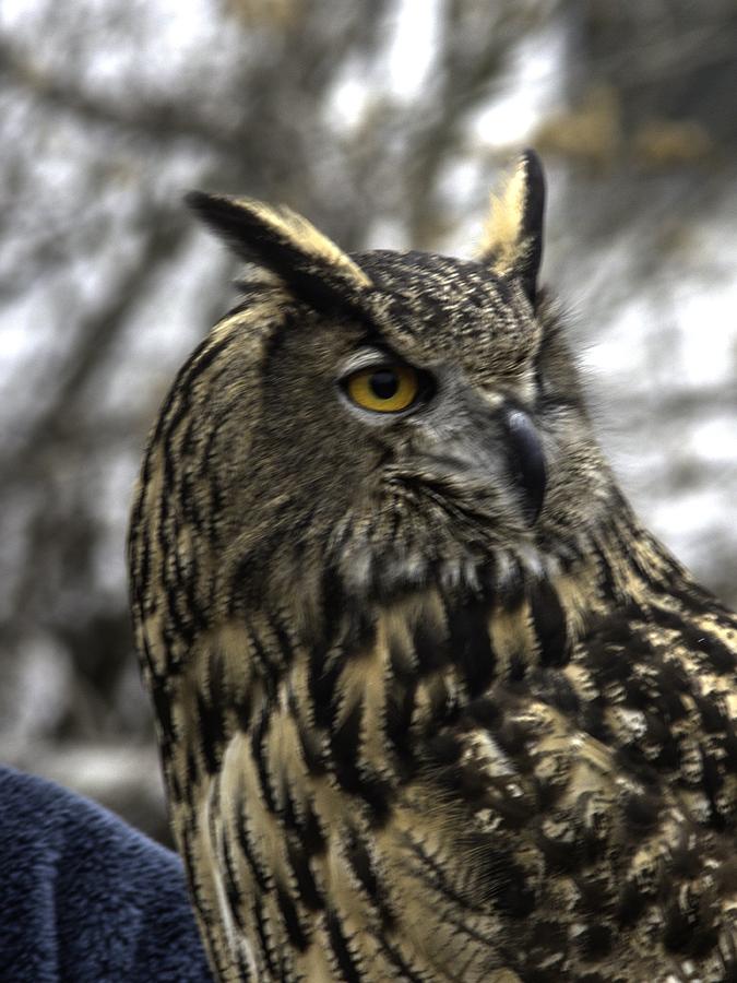 Wildlife Photograph - Wise Owl by John Straton