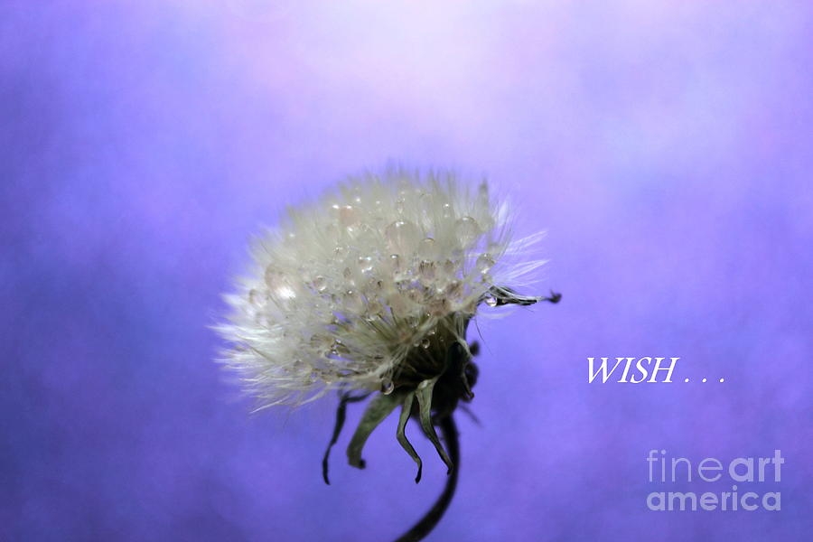 Nature Photograph - Wish  by Krissy Katsimbras