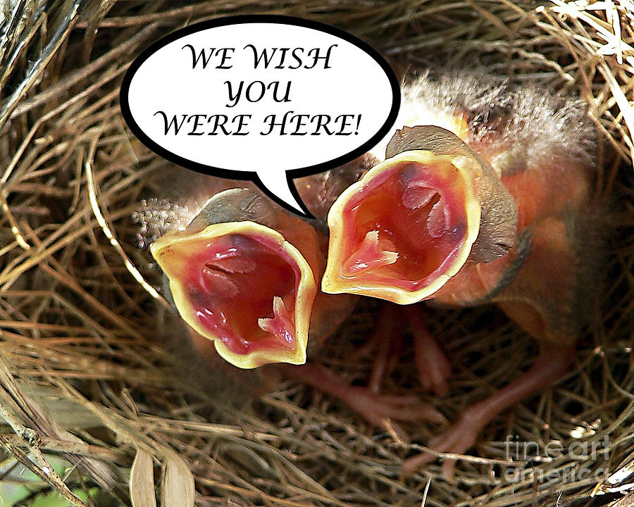 Cardinal Photograph - WISH YOU WERE HERE Greeting Card by Al Powell Photography USA