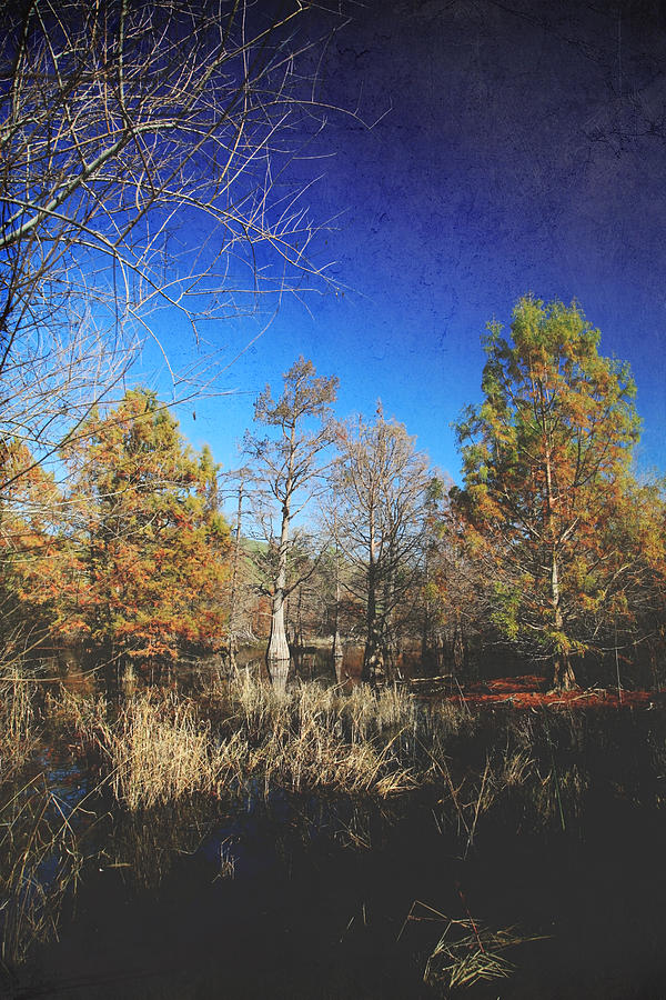 Wish You Would Photograph by Laurie Search