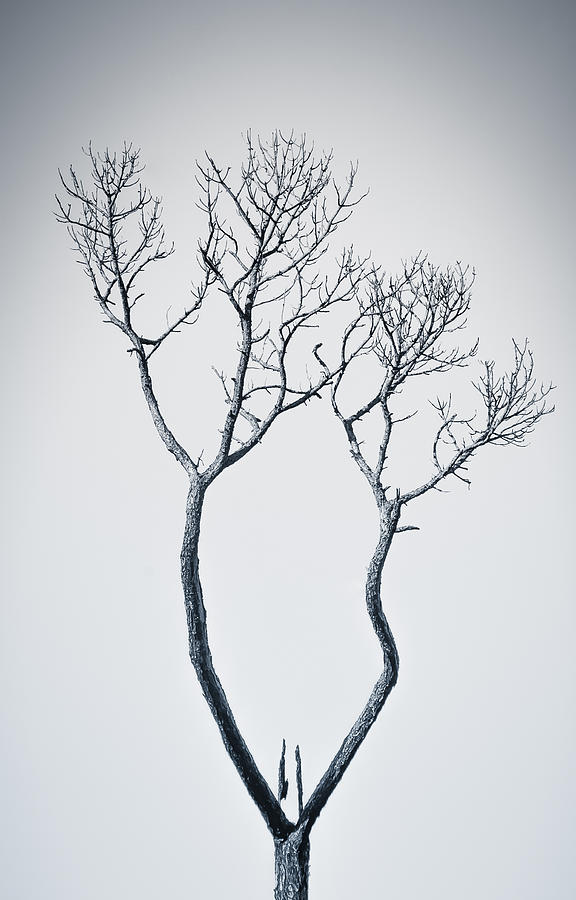 Tree Photograph - Wishbone Tree by Carolyn Marshall
