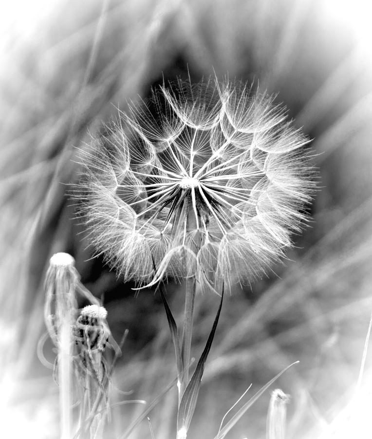 Black And White Photograph - Wishes by Her Arts Desire