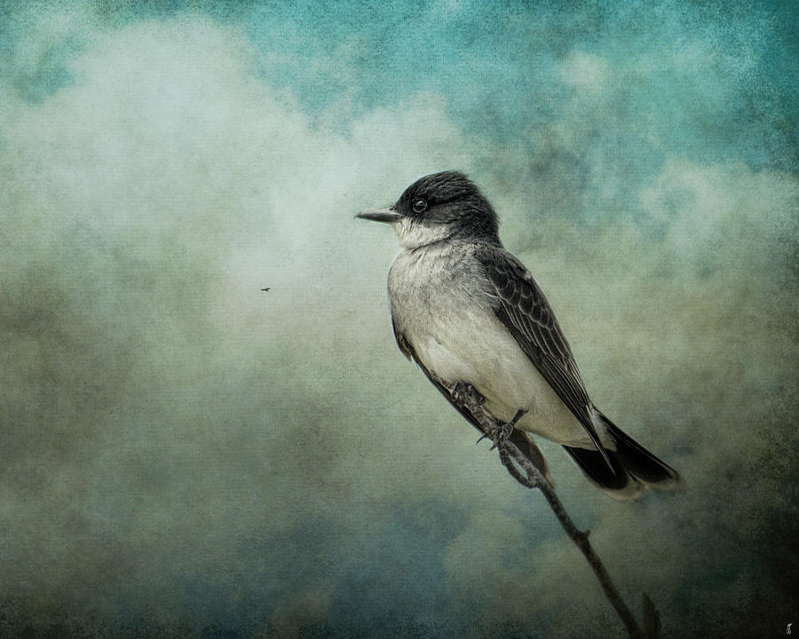 Bird Photograph - Wishing by Jai Johnson