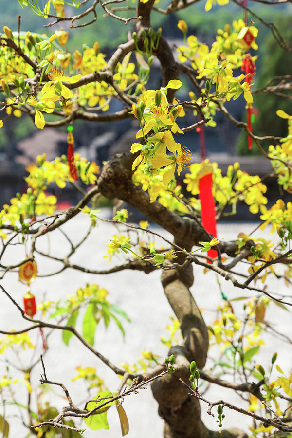 Wishing Tree At The Tomb Of Emperor Photograph by Panoramic Images ...