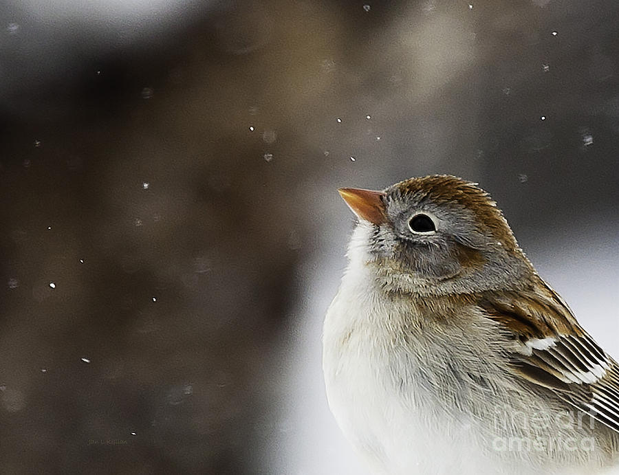 Wildlife Photograph - Wishing upon a Snowflake  by Jan Killian