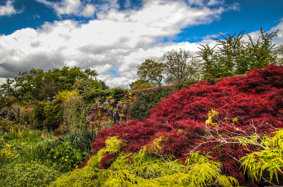Wisley Garden Wall Photograph by Ross Henton