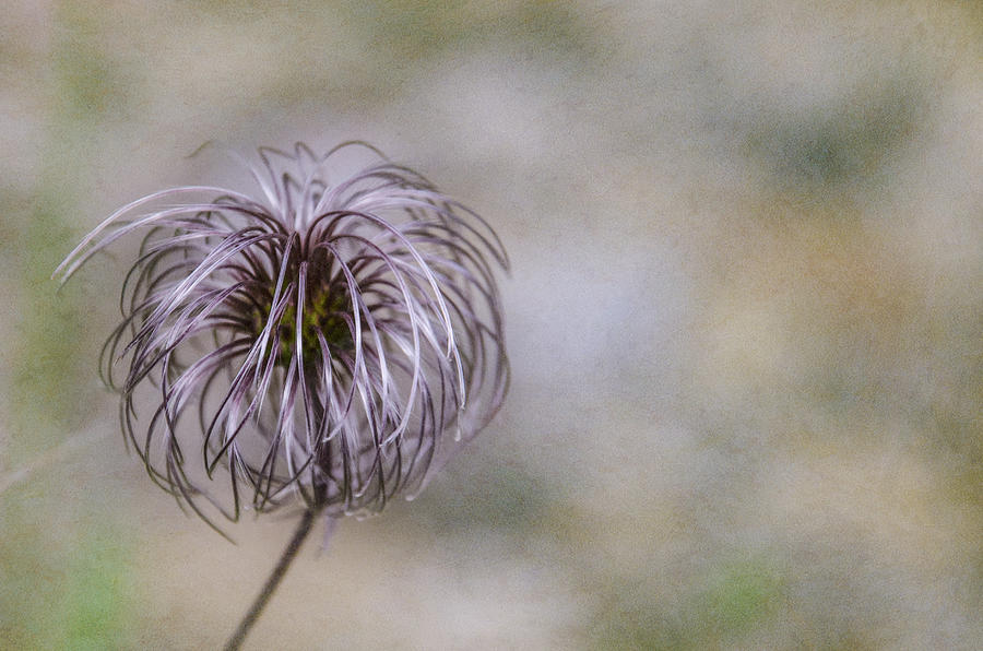 Wispy flower Photograph by Martina Fagan