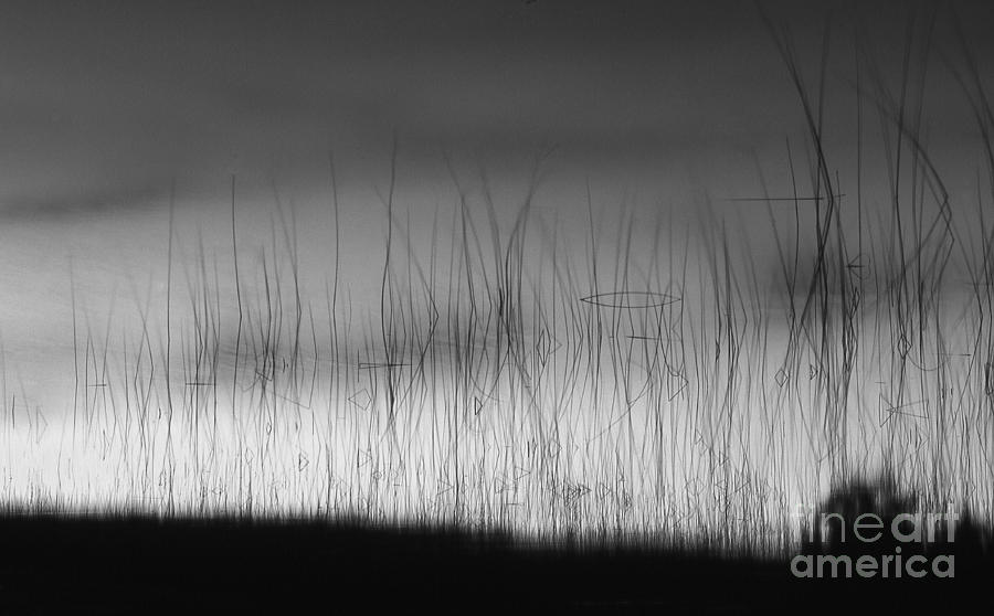 Wispy Reeds Photograph by Timothy Johnson