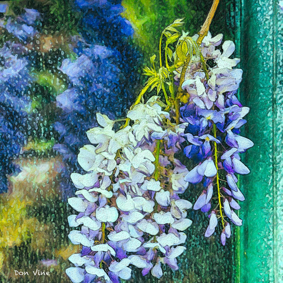 Wisteria  After the Rain Photograph by Don Vine