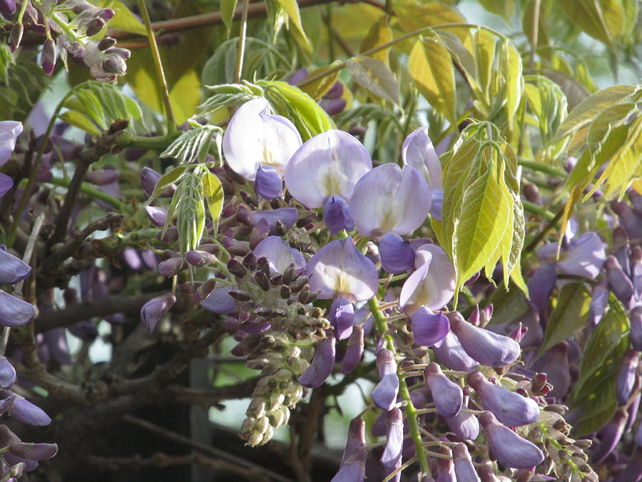 Wisteria Photograph by Alfred Ng