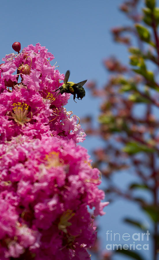 Wisteria And Golden Northern Bumble Bee   #2723 Photograph by J L Woody Wooden