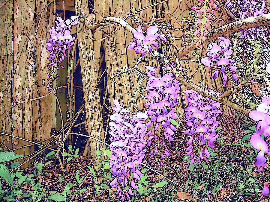Wisteria and Old Fence Photograph by Rebecca Korpita