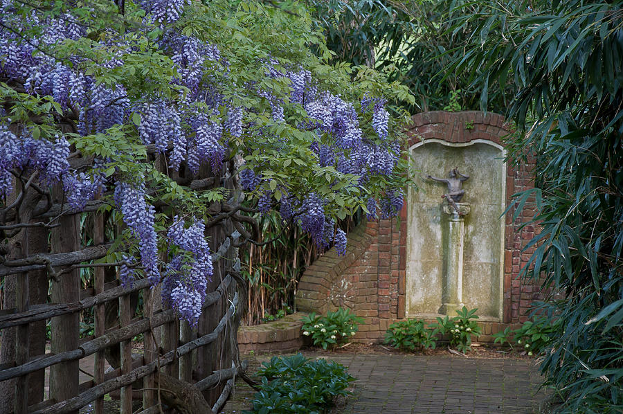 Wisteria and Pan Photograph by Valerie Brown