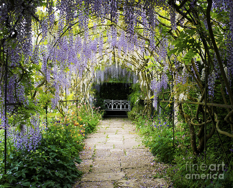 Wisteria Archway  Photograph by Tim Gainey