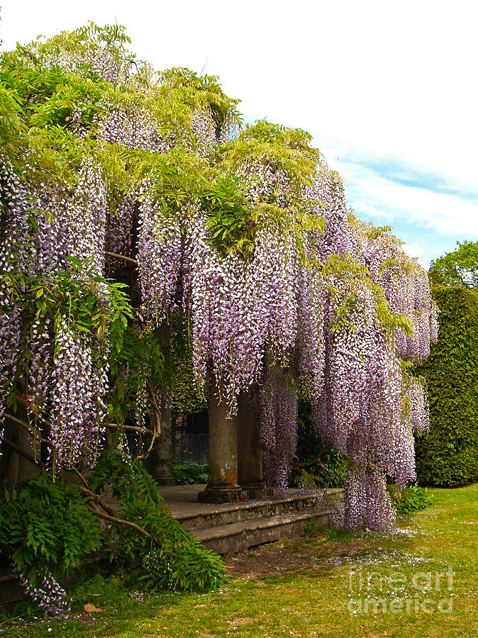 Nature Photograph - Wisteria at Exbury Gardens by Alex Cassels