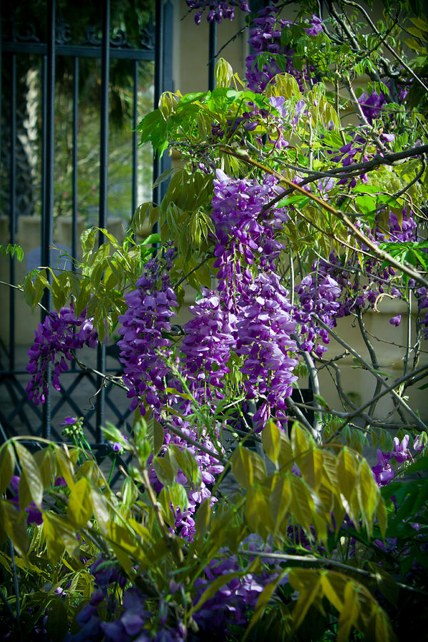 Wisteria at the Gate Photograph by Lynne Jenkins