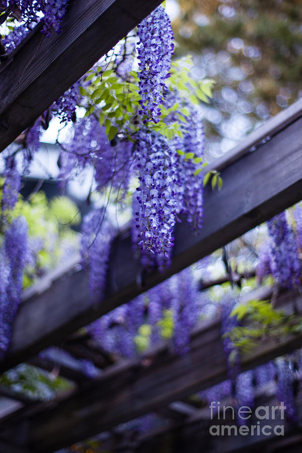 Flower Photograph - Wisteria Beams by Mike Reid