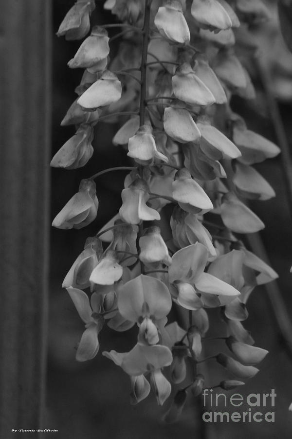 Wisteria Blooms BW Photograph by Tannis  Baldwin