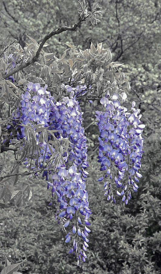 Wisteria Blossom Cluster Abstract -- version 2 Photograph by Byron Varvarigos