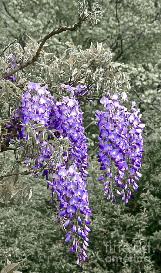 Wisteria Blossom Clusters Abstract Photograph by Byron Varvarigos