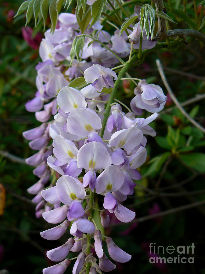 Wisteria Blossoms Photograph by MM Anderson