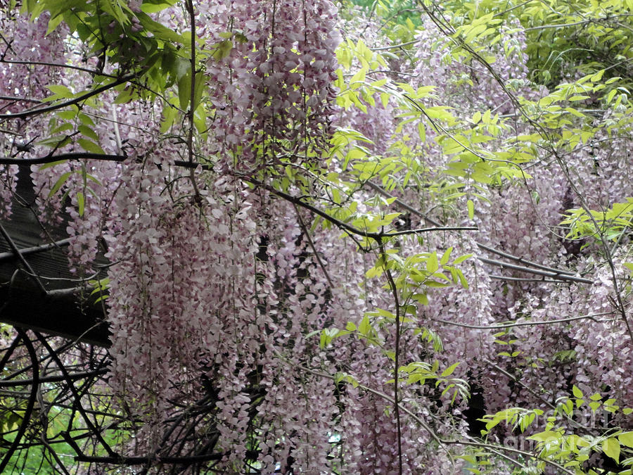 Wisteria Canopy Photograph by Lynellen Nielsen