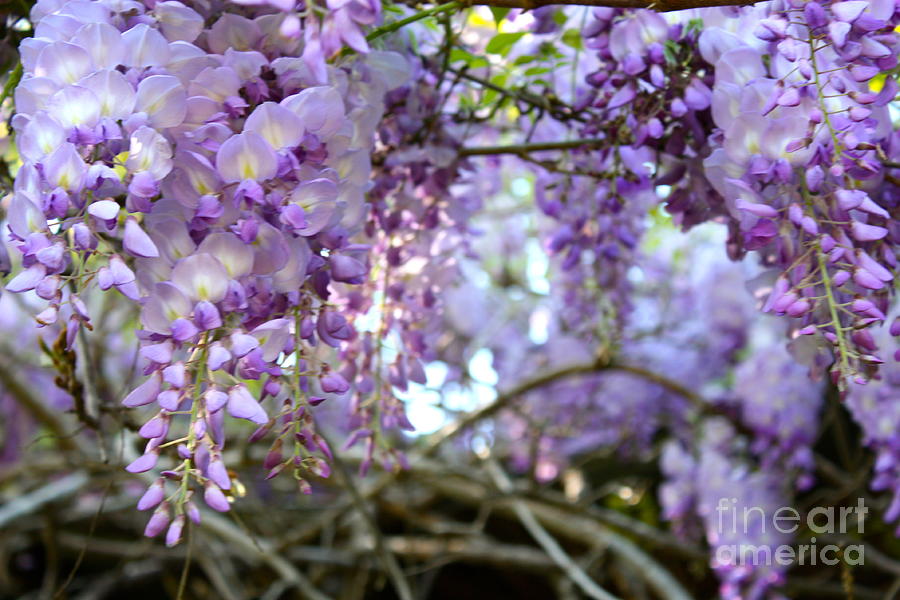 Wisteria Dream Photograph by Cathy Dee Janes