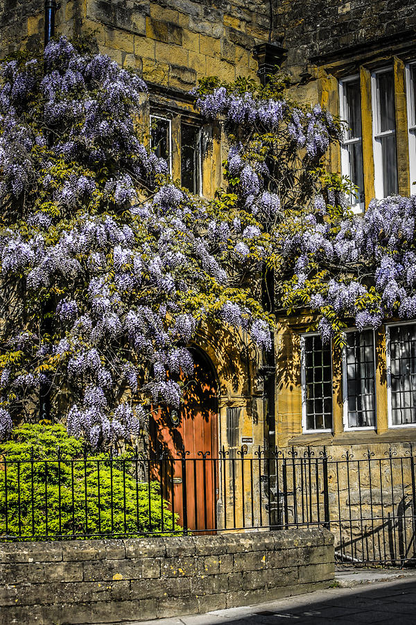 Wisteria Photograph by Chris Smith