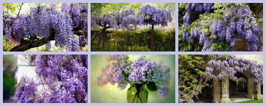 Tree Photograph - Wisteria Collection by Jessica Jenney