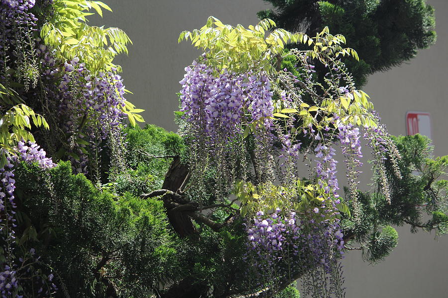 Wisteria Photograph by Denise Cicchella